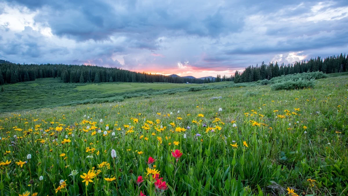 A field of wildflowers in soft light, suggesting a return to something early and gentle