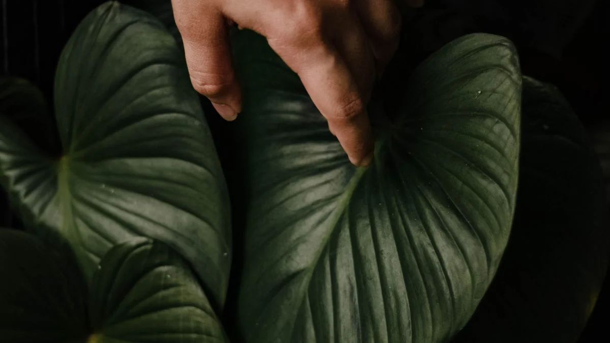 A hand resting on a large green leaf
